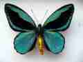 Ornithoptera aesacus mosaic gynandromorph 2 (internet image property of respective owner, non-commercial use only)